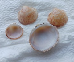 Glycymeris nummaria