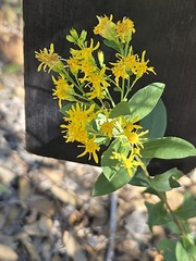 (c) Jo Roberts, some rights reserved (CC BY) Solidago wrightii, photograph (c) Jo Roberts, some rights reserved (CC BY)