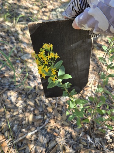 Solidago wrightii, photograph 4
