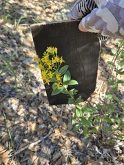(c) Jo Roberts, some rights reserved (CC BY) Solidago wrightii, photograph (c) Jo Roberts, some rights reserved (CC BY)