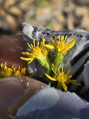 Solidago wrightii, photograph (c) Jo Roberts, some rights reserved (CC BY)