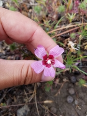 Sidalcea diploscypha
