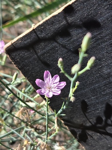 Stephanomeria exigua, photograph 1