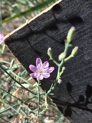 Stephanomeria exigua