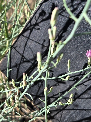 Stephanomeria exigua, photograph 2