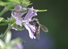 Betasyrphus adligatus
