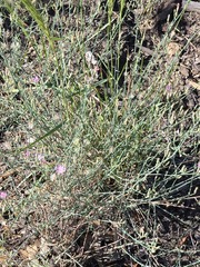Stephanomeria exigua, photograph (c) Jo Roberts, some rights reserved (CC BY)