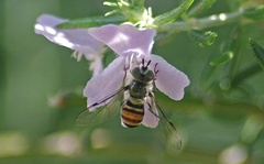 Betasyrphus adligatus