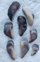 Brachidontes pharaonis