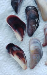 Brachidontes pharaonis