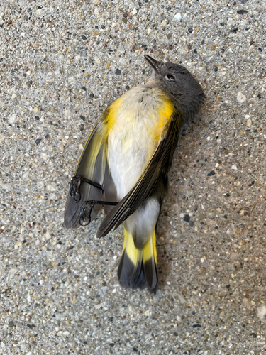 American Redstart