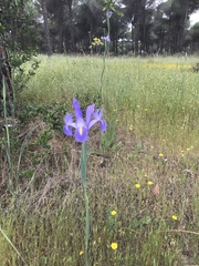 Iris xiphium