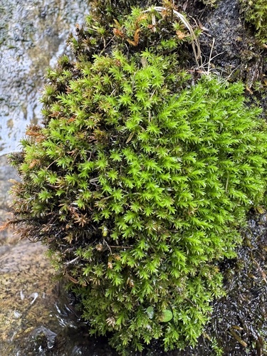 Scouleria aquatica observed 2026-08-30