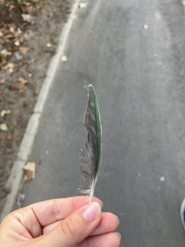 Plume de Perruche à collier