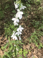 Lobelia spicata