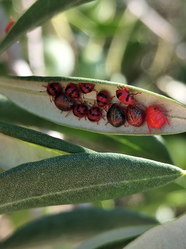Solenosthedium bilunatum