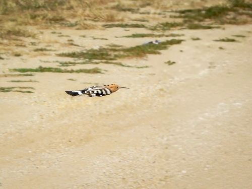 Common Hoopoe