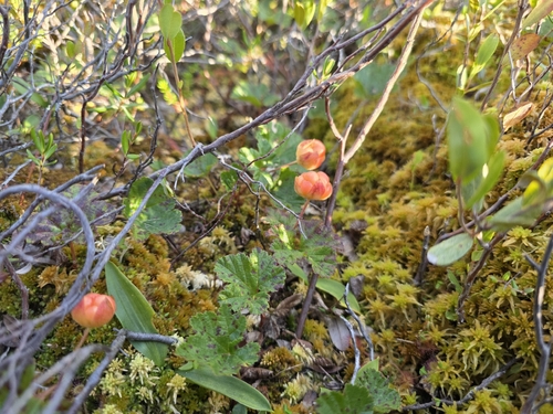 cloudberry