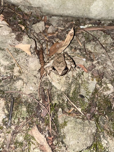 Italian Stream Frog