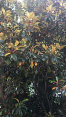 Magnolia grandiflora