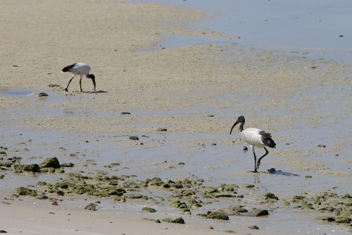 African Sacred Ibis
