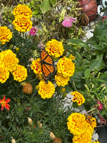 Monarch