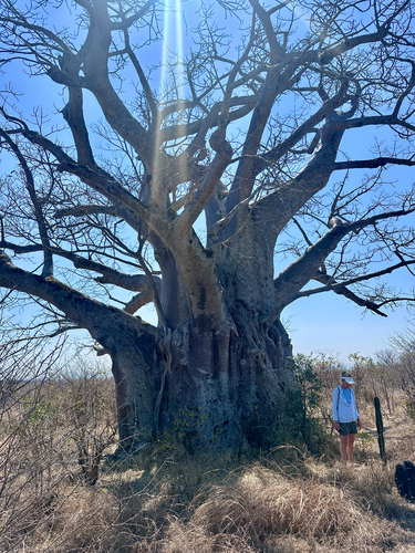 African baobab