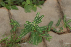 Phyllanthus amarus
