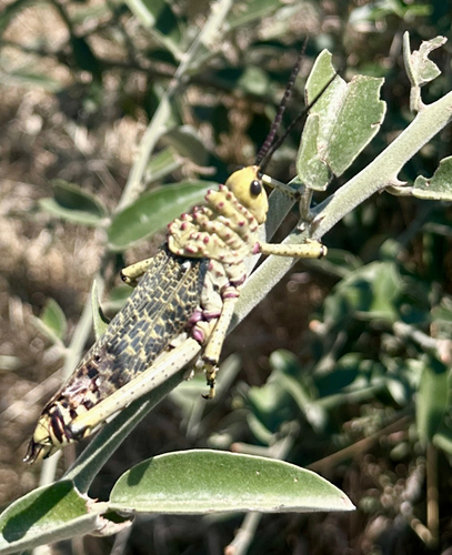 Redwart Milkweed Locust
