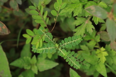 Phyllanthus amarus