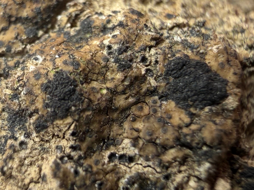 Scaly Stippled Lichen