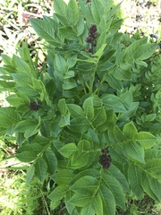 Magnoliopsida