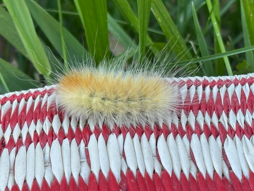 Virginian Tiger Moth