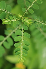 Phyllanthus amarus