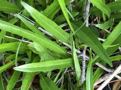 Helianthus longifolius