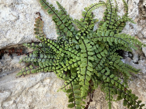 maidenhair spleenwort
