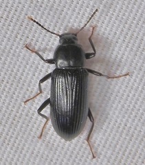 Strongylium terminatum