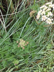 Ligusticum apiifolium