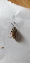 Peritrechus gracilicornis