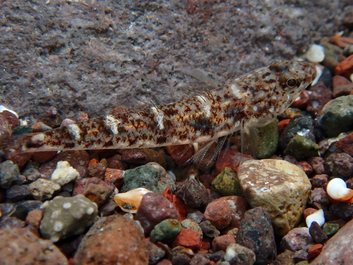 Marbled Goby