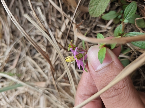 Osbeckia aspera observed 2026-03-15