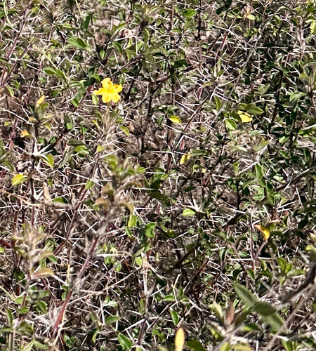 Barleria holubii