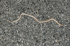 Arizona elegans candida