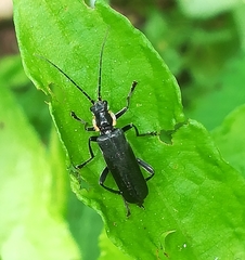 Cantharis paradoxa
