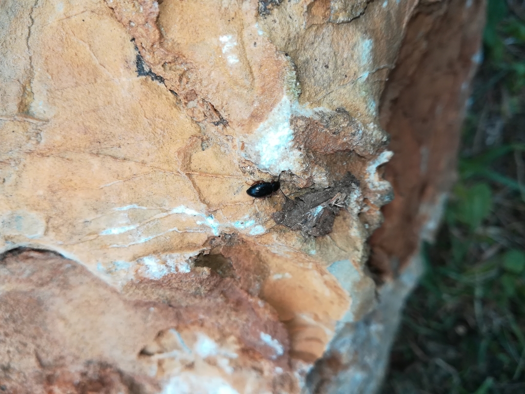 Mycetochara straussi