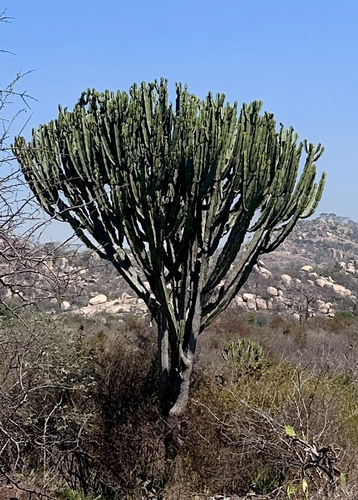 Common Tree Euphorbia