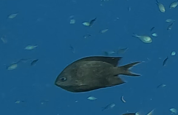 Spiny chromis