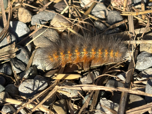 Salt Marsh Moth
