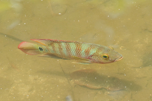 Mayan Cichlid, photo 10 of 10