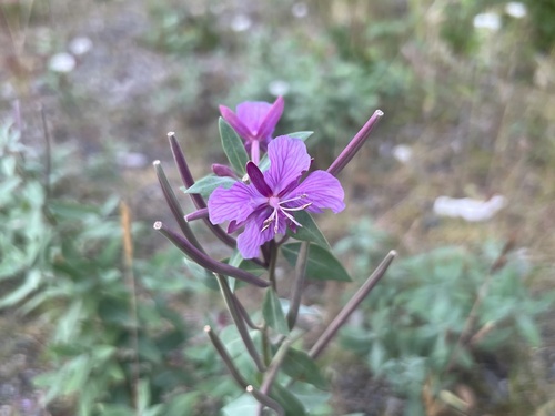 Dwarf Fireweed